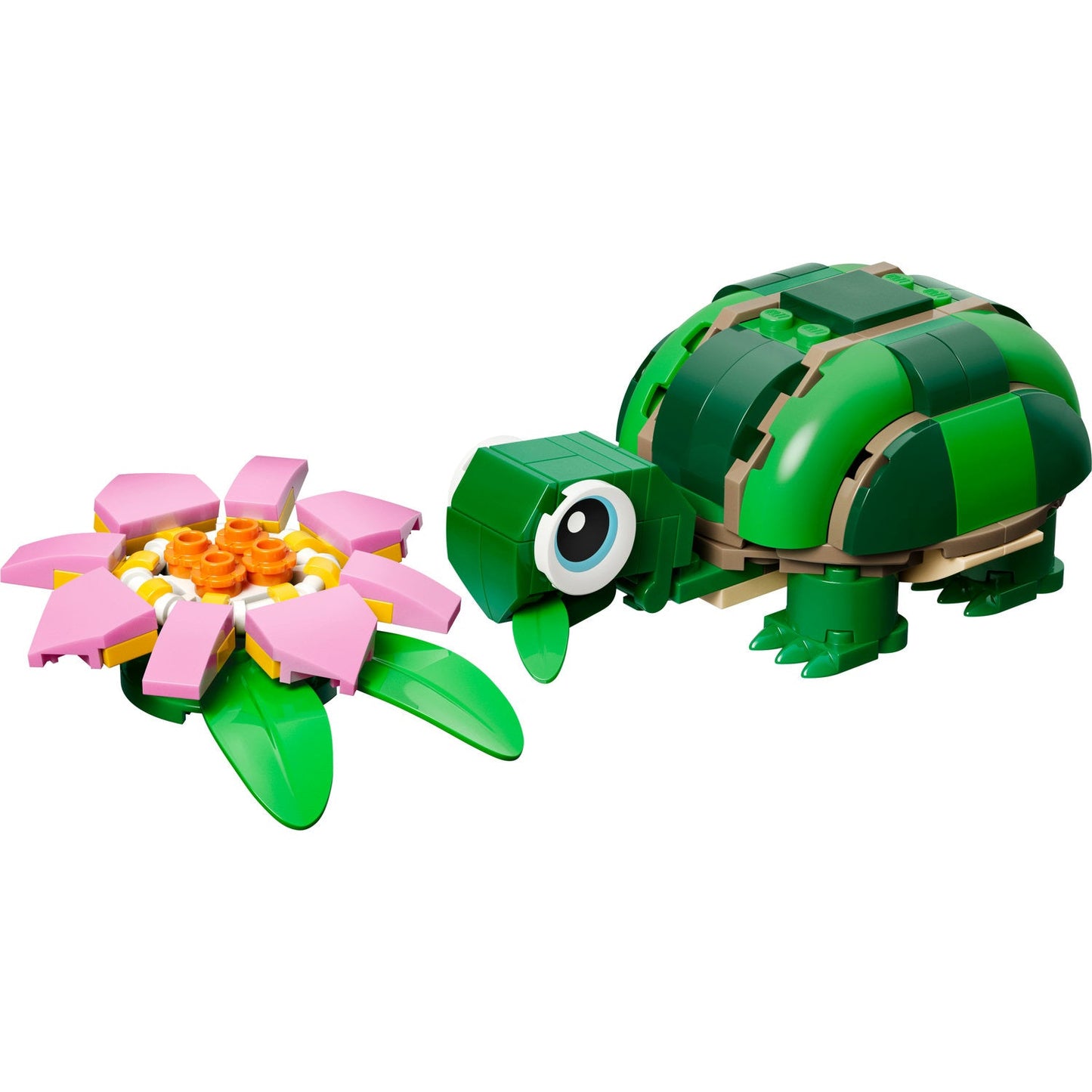 31377 Turtle with a Water Lily Flower