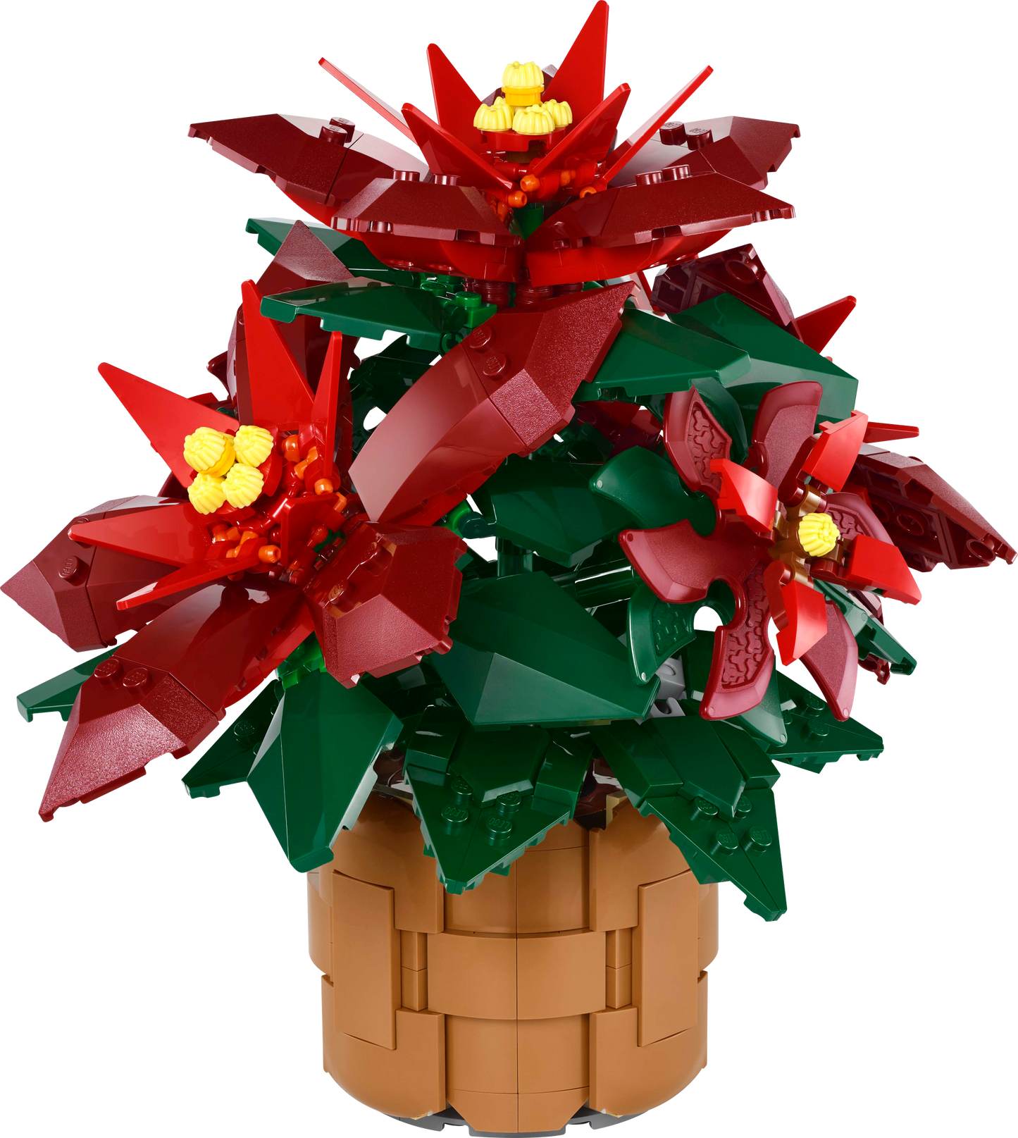 10370 Poinsettia Plant