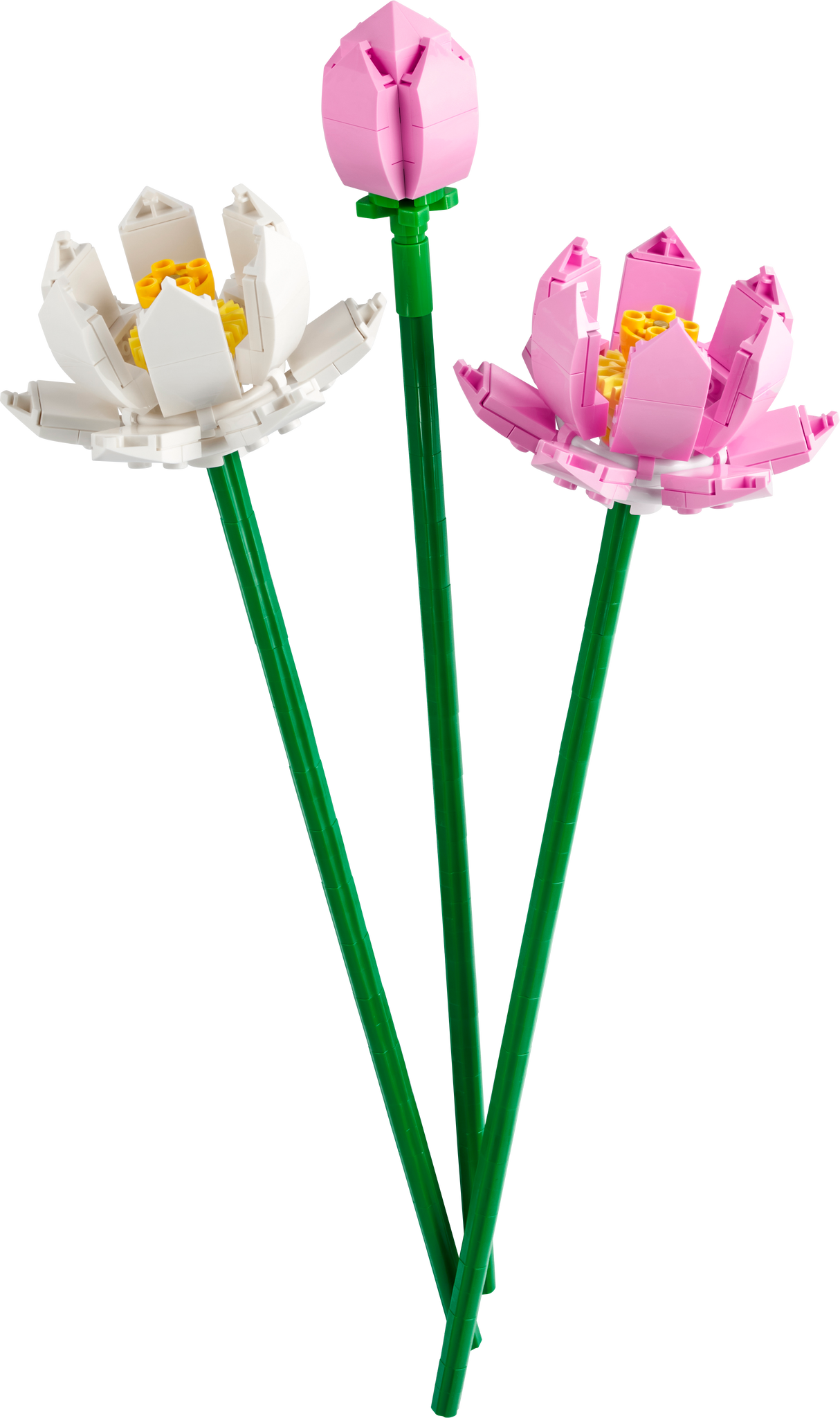 40647 Lotus Flowers