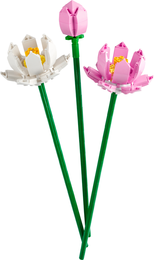 40647 Lotus Flowers