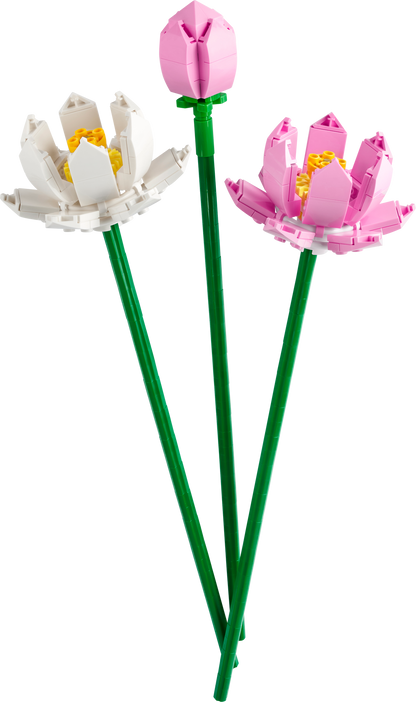 40647 Lotus Flowers